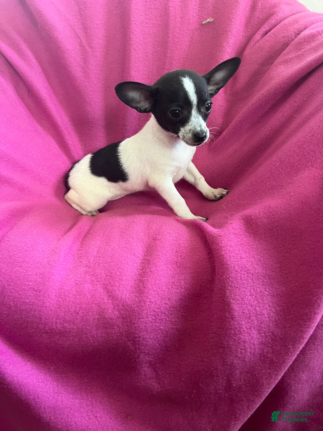 Chihuahua dogs for sale: Chihuahua Girl-Dolly  - Ad 1