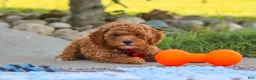 Cavapoo dogs for sale: Finn - Ad 6