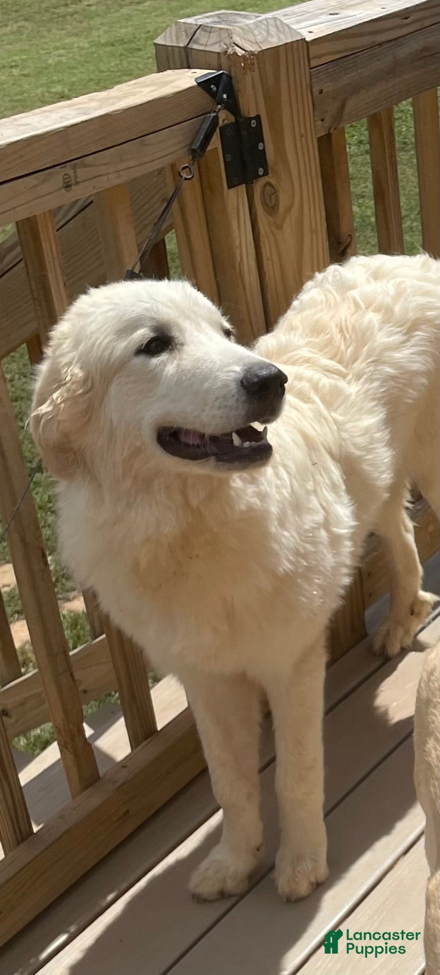 Great Pyrenees dogs Great Pyrenees 1 - Ad 27