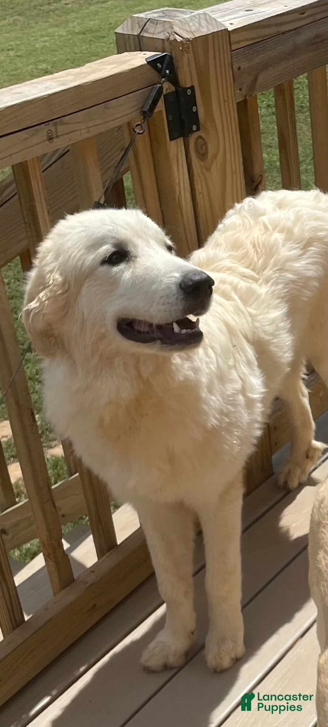 Great Pyrenees dogs for sale: Great Pyrenees 1 - Ad 1