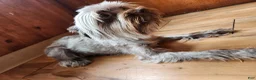 Yorkshire Terrier dogs for sale: Yorkshire Terrier 1 - Ad 4