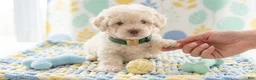 Maltipoo dogs for sale: GUCCI - Ad 3