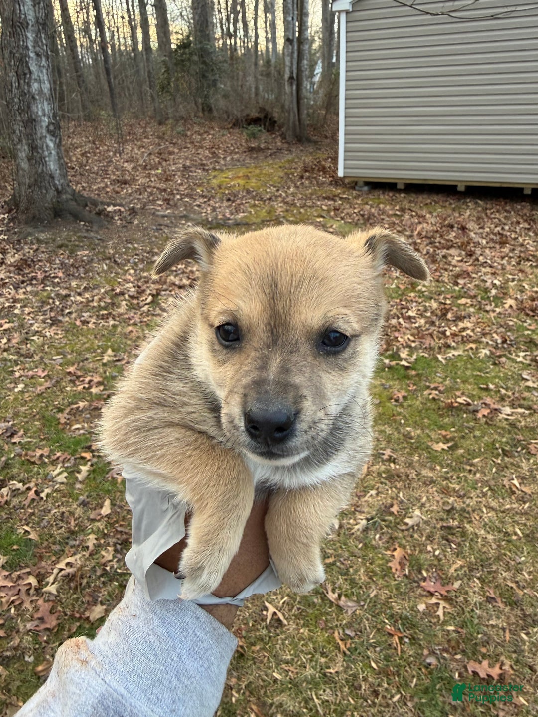 Pomsky dogs for sale: Pomsky Puppy 2 - Ad 4