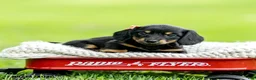 Miniature Dachshund dogs for sale: Bridget - Ad 3