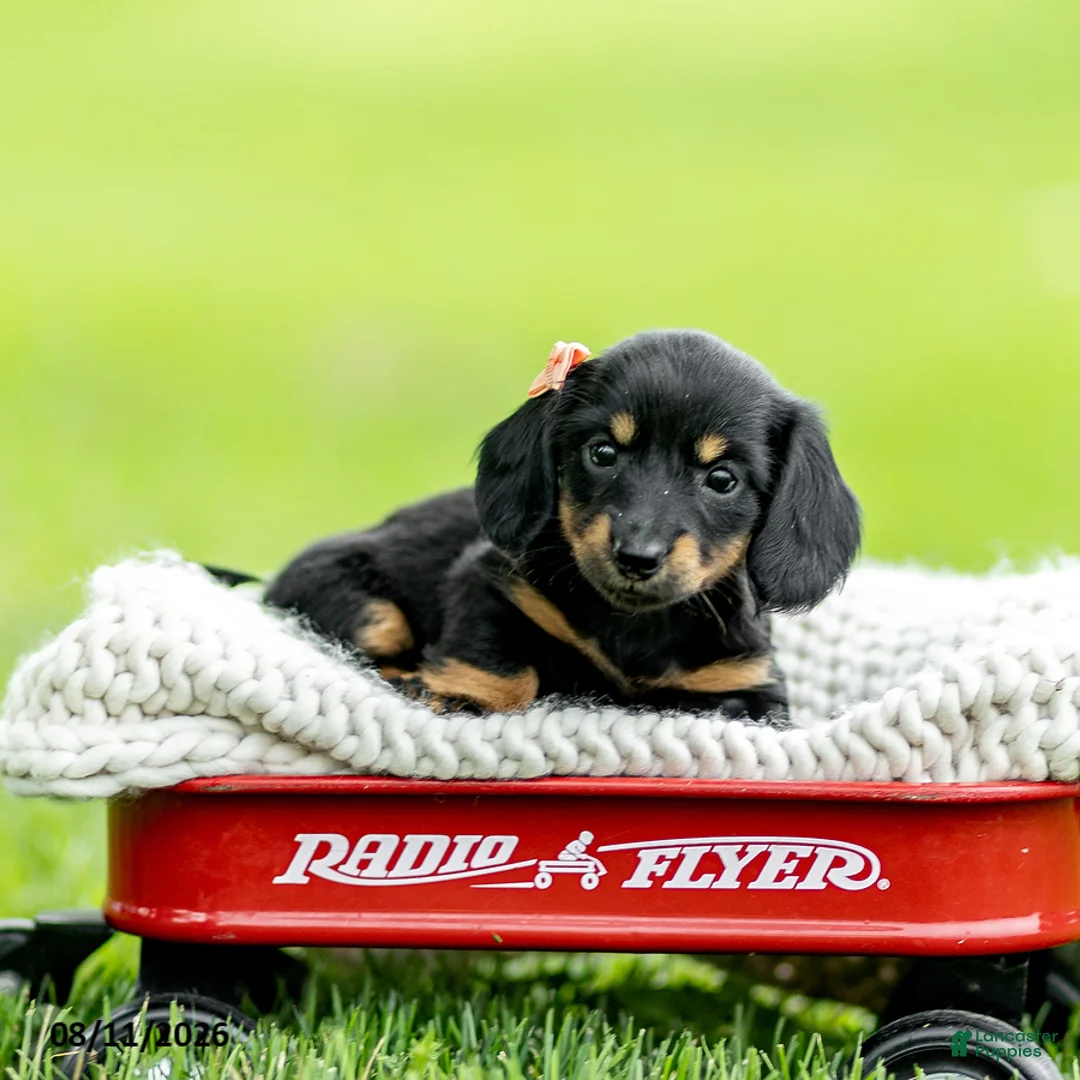 Miniature Dachshund dogs for sale: Bridget - Ad 3