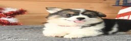 Welsh Corgi Pembroke dogs for sale: Betsy Ross - Ad 4