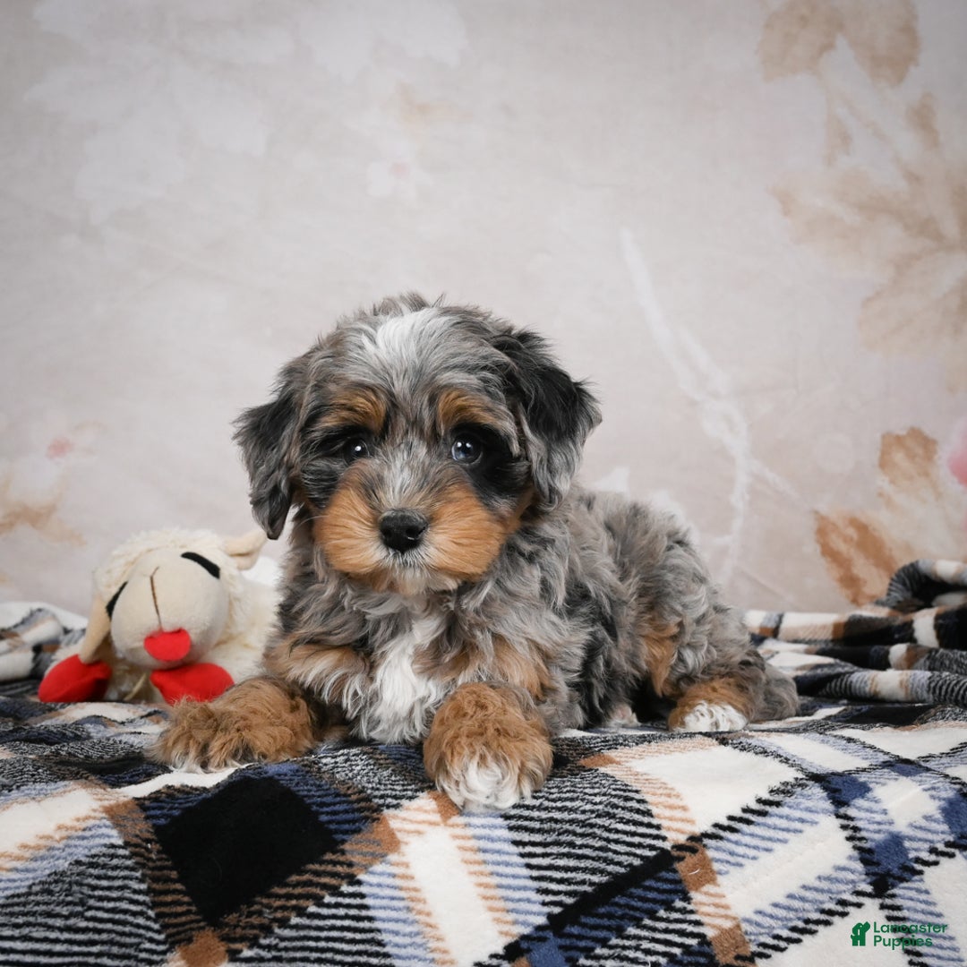 Bernedoodle dogs for sale: Gigi - Ad 9
