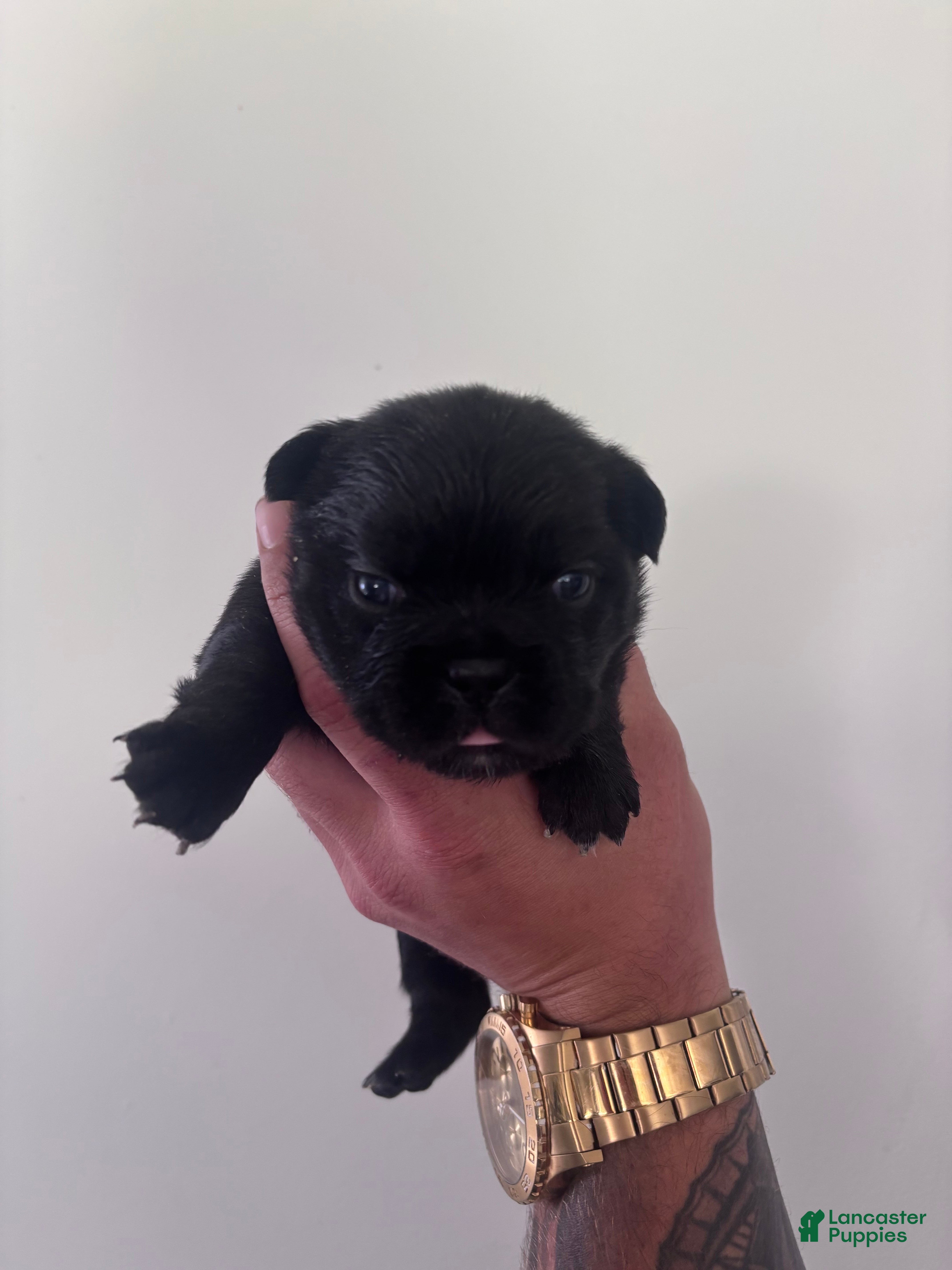 French Bulldog dogs Puppy 1 - Ad 4