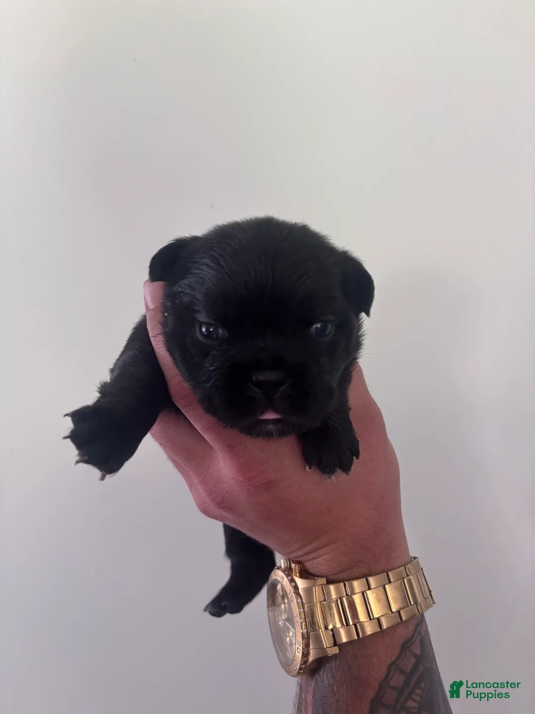 French Bulldog dogs for sale: Puppy 1 - Ad 1