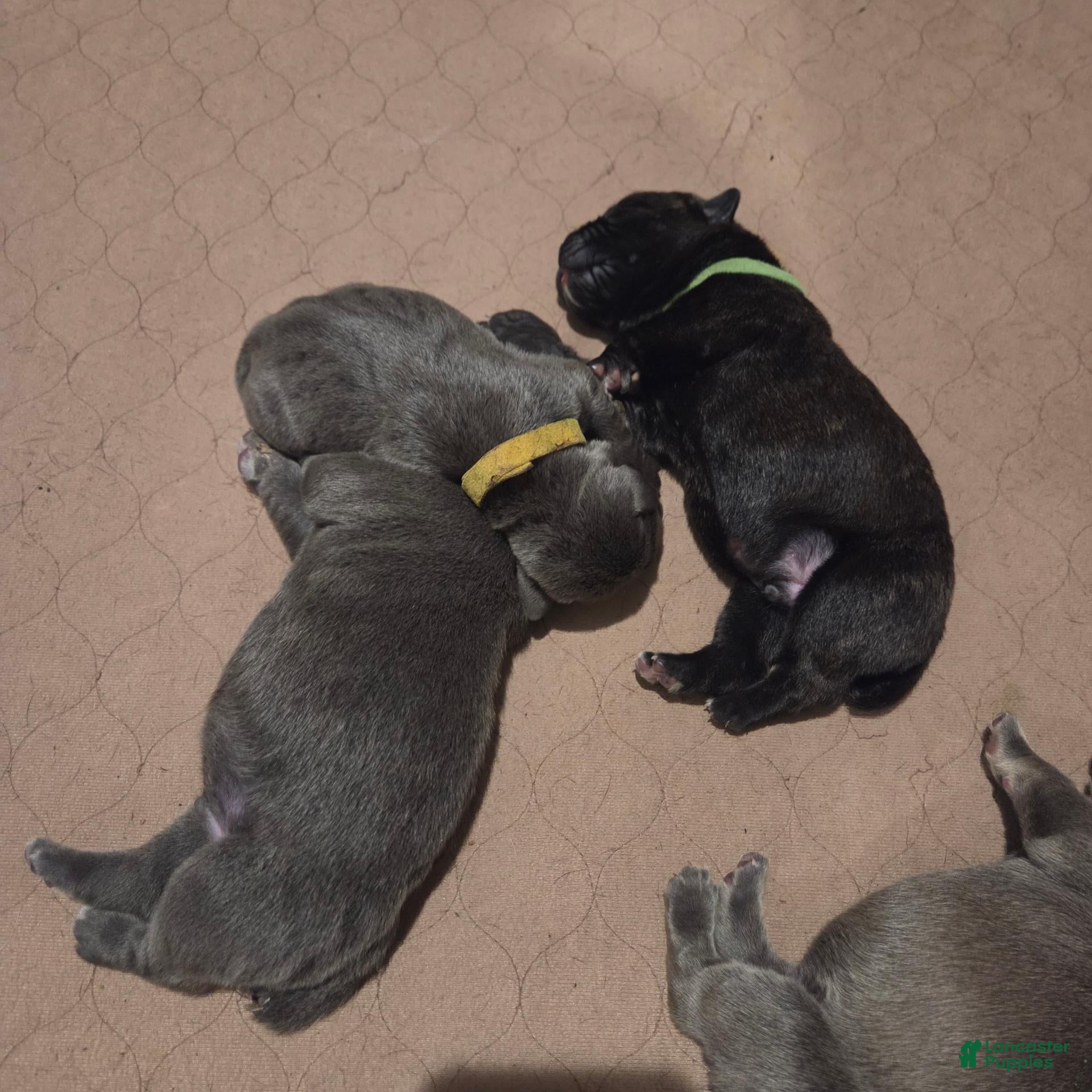 Cane Corso dogs Cane Corso 3 - Ad 3