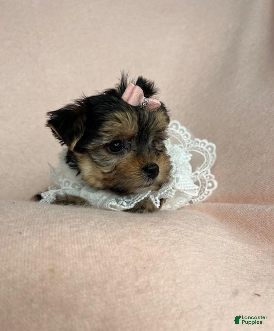 Yorkshire Terrier dogs for sale: Yorkshire Terrier Puppy 1 - Ad 3