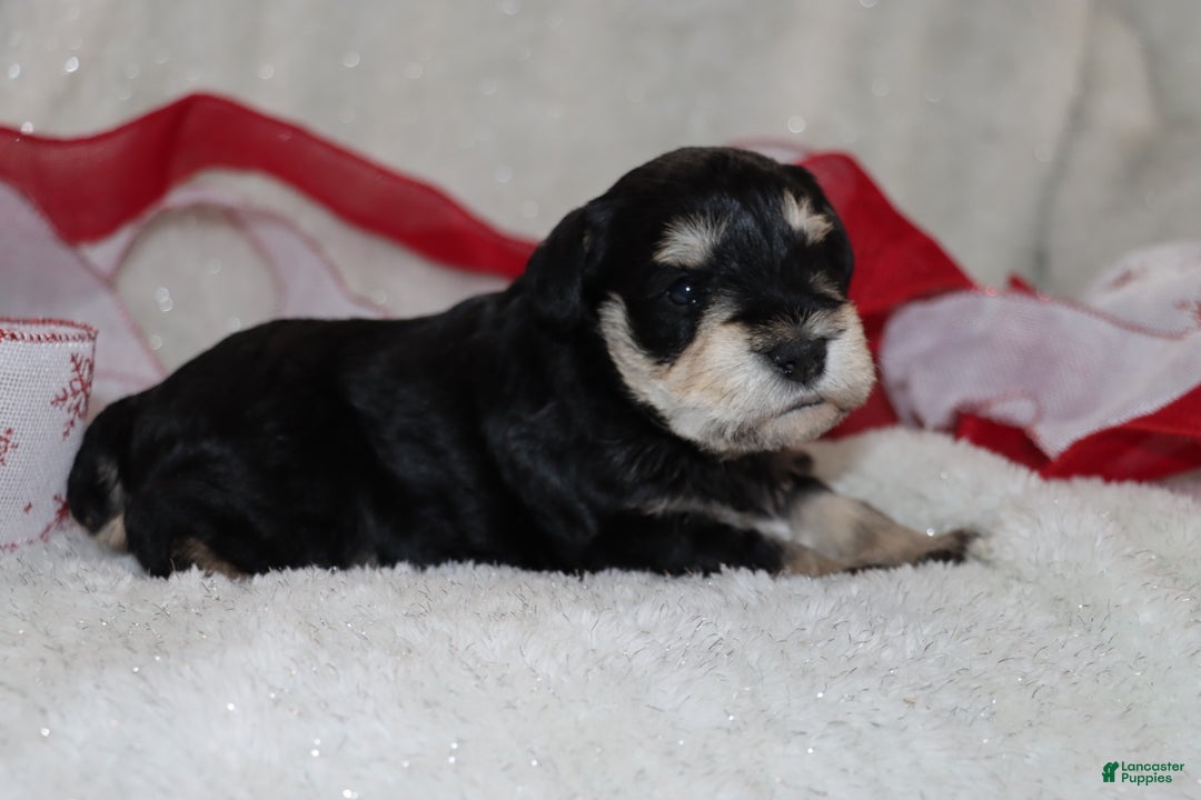 Miniature Schnauzer dogs for sale: Star - Ad 4