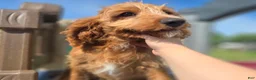 Cavapoo dogs for sale: Glacier - Ad 2