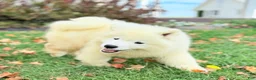 Samoyed dogs for sale: Chica - Ad 3