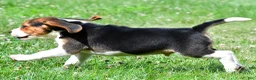Beagle dogs for sale: Cash - Ad 8