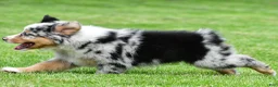 Australian Shepherd dogs for sale: Brent - Ad 9