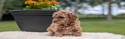 Miniature Poodle dogs for sale: Remi - Ad 11