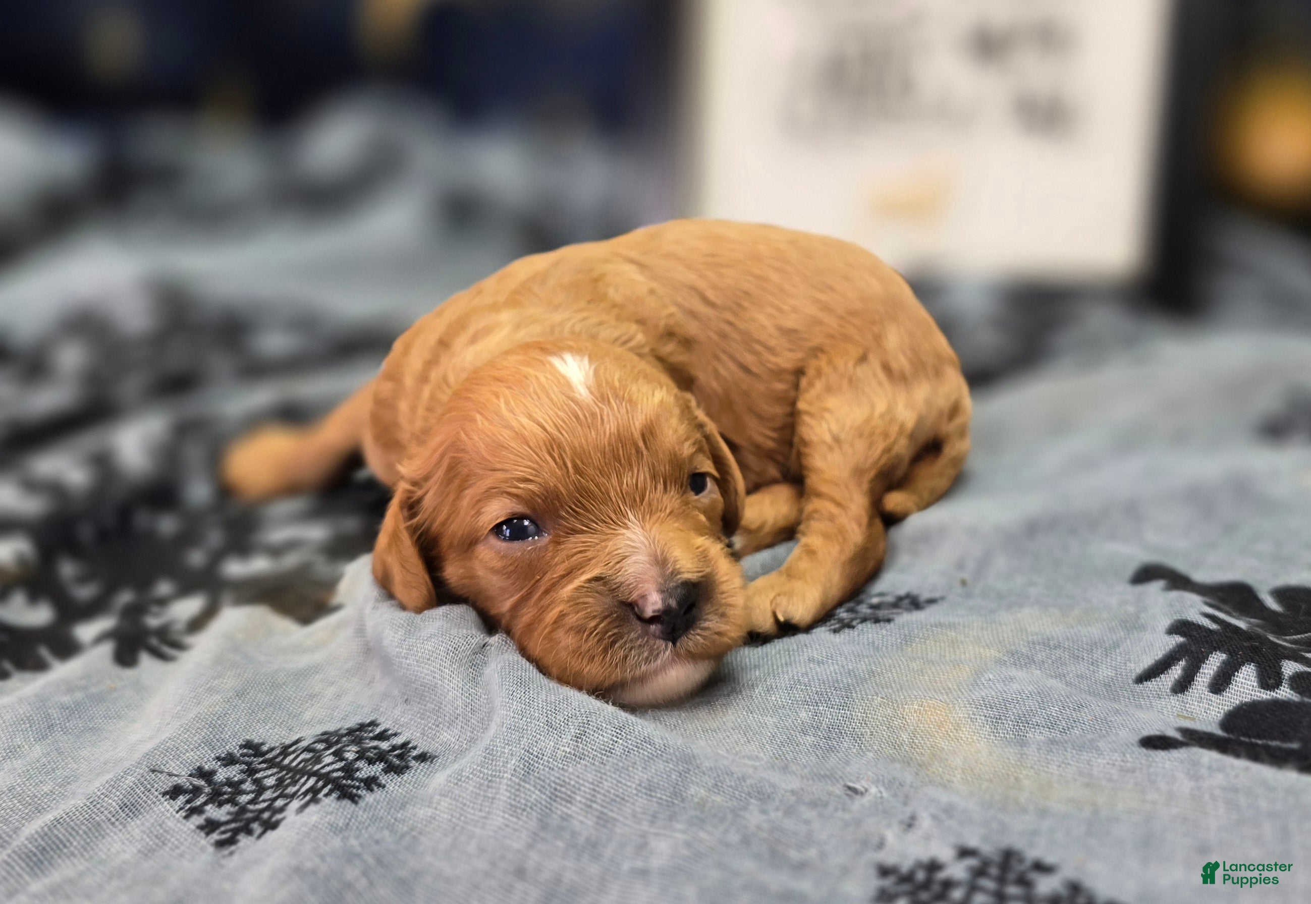 Cavapoo dogs Flannel - Ad 1