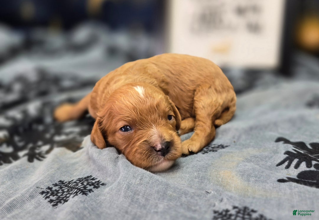 Cavapoo dogs for sale: Flannel - Ad 1