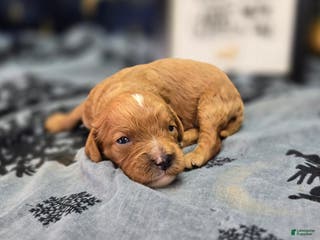 Cavapoo dogs Flannel - Ad 16