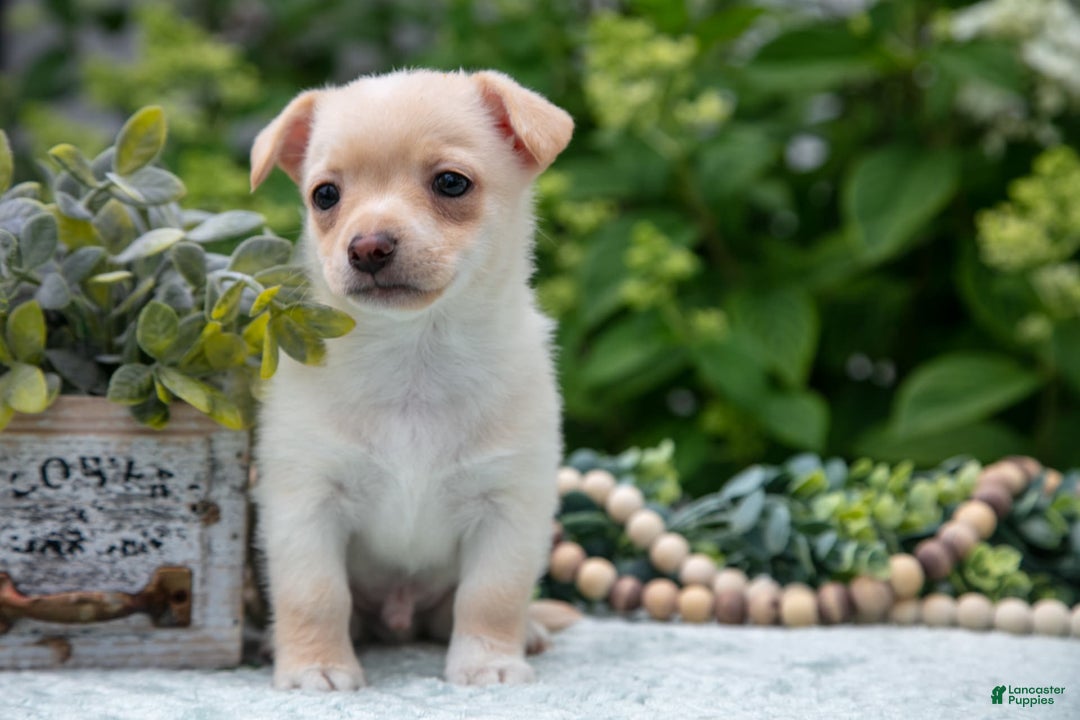 Chihuahua dogs for sale: Butterscotch - Ad 3