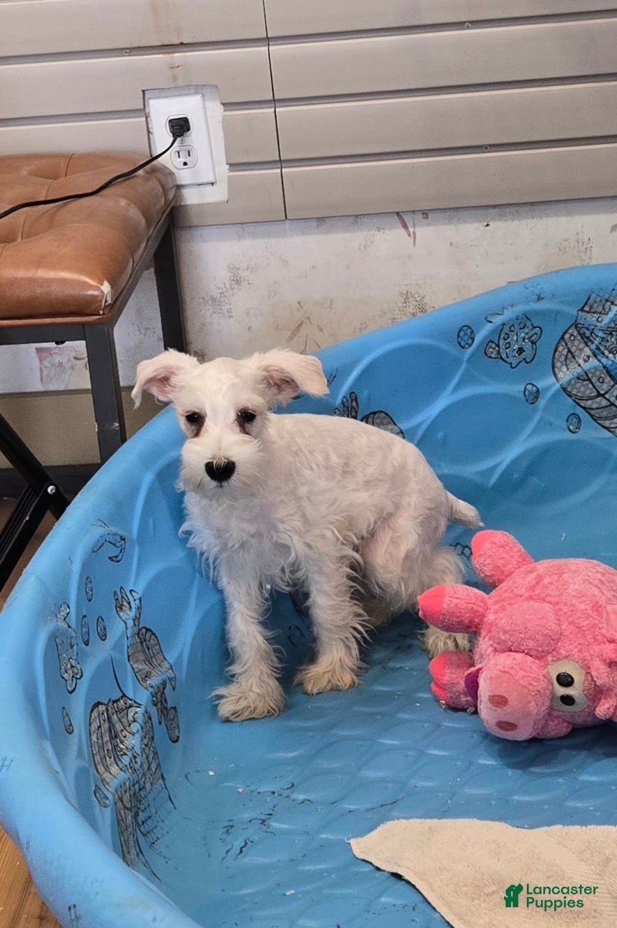 Miniature Schnauzer dogs Soloman - Ad 2