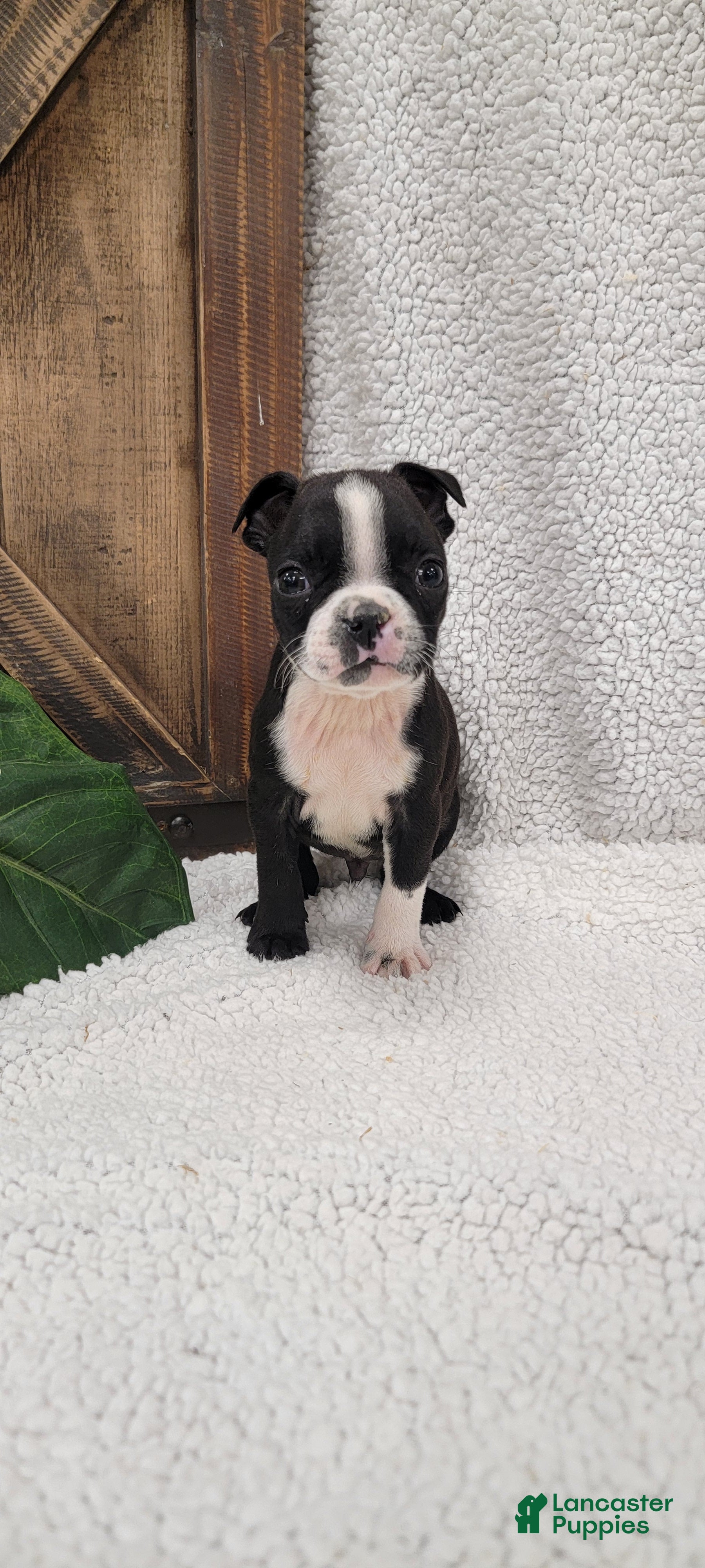 Boston Terrier dogs Benson - Ad 2
