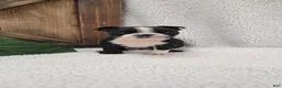 Boston Terrier dogs for sale: Benson - Ad 2