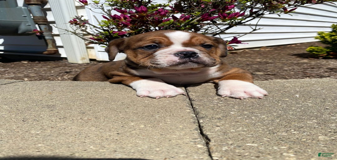 Gallery Image {{count}}