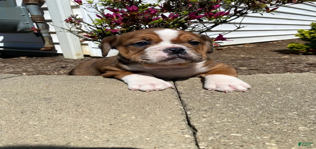 Gallery Image {{count}}