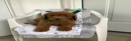 Goldendoodle dogs for sale: Goldendoodle 1 Rascal - f1b   - Ad 3
