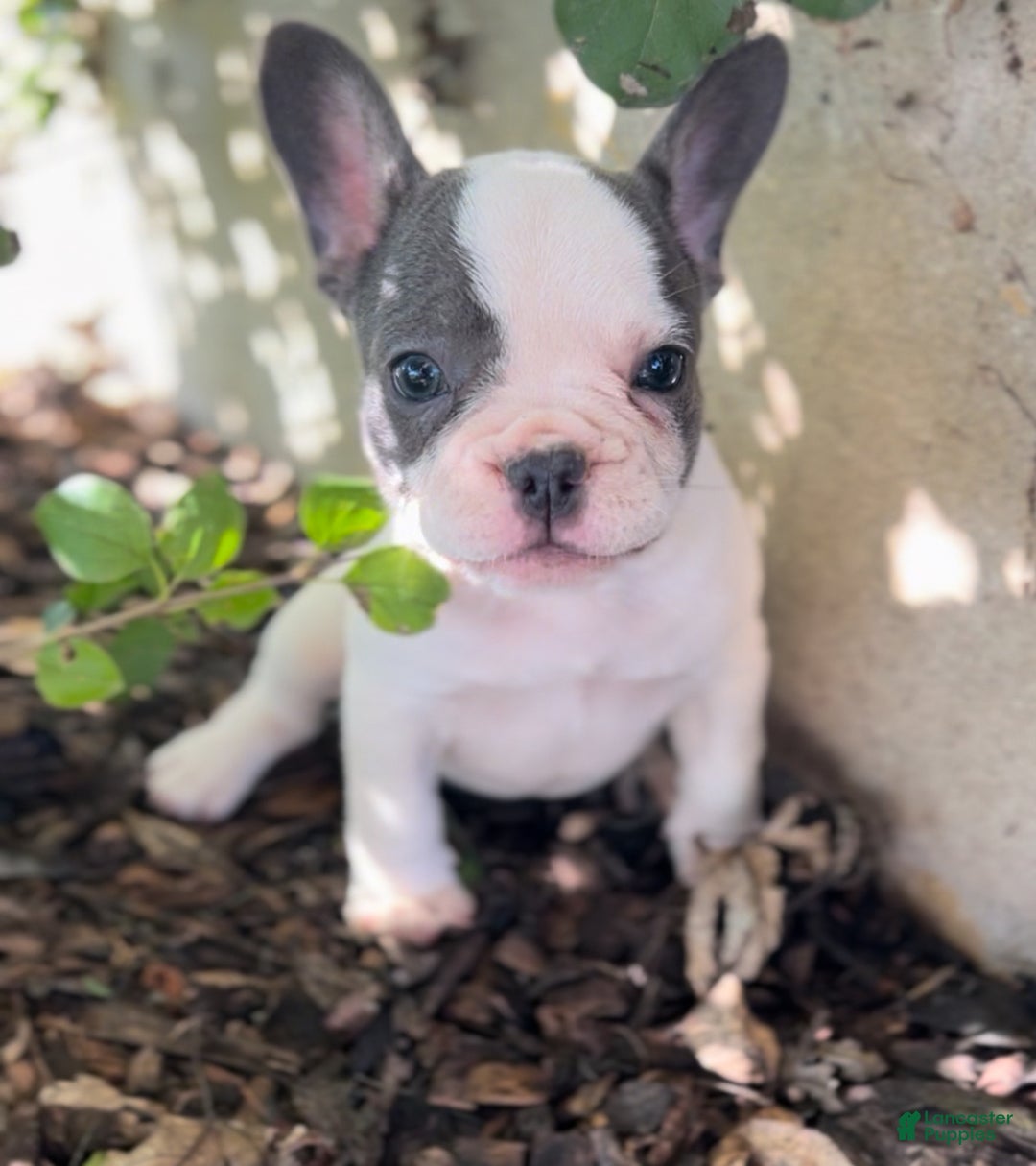 French Bulldog dogs for sale: Bonnie - Ad 12