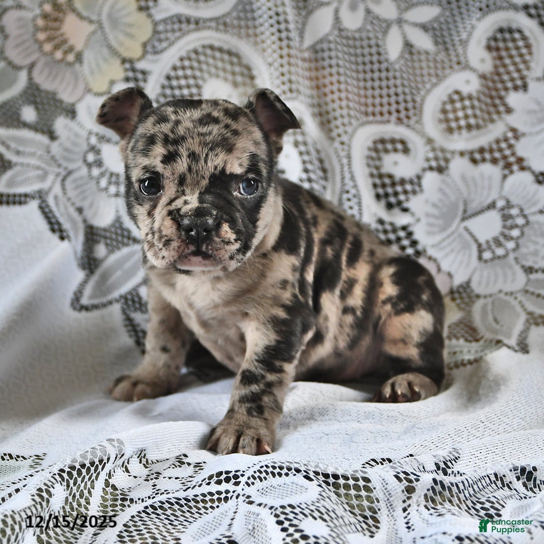 French Bulldog dogs for sale: Cookie Dough - Ad 3