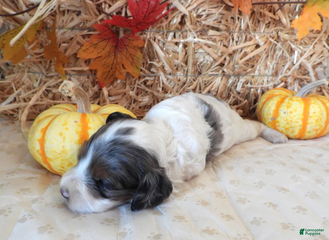 Cockapoo dogs for sale: #4 Female (Leslie's) - Ad 2