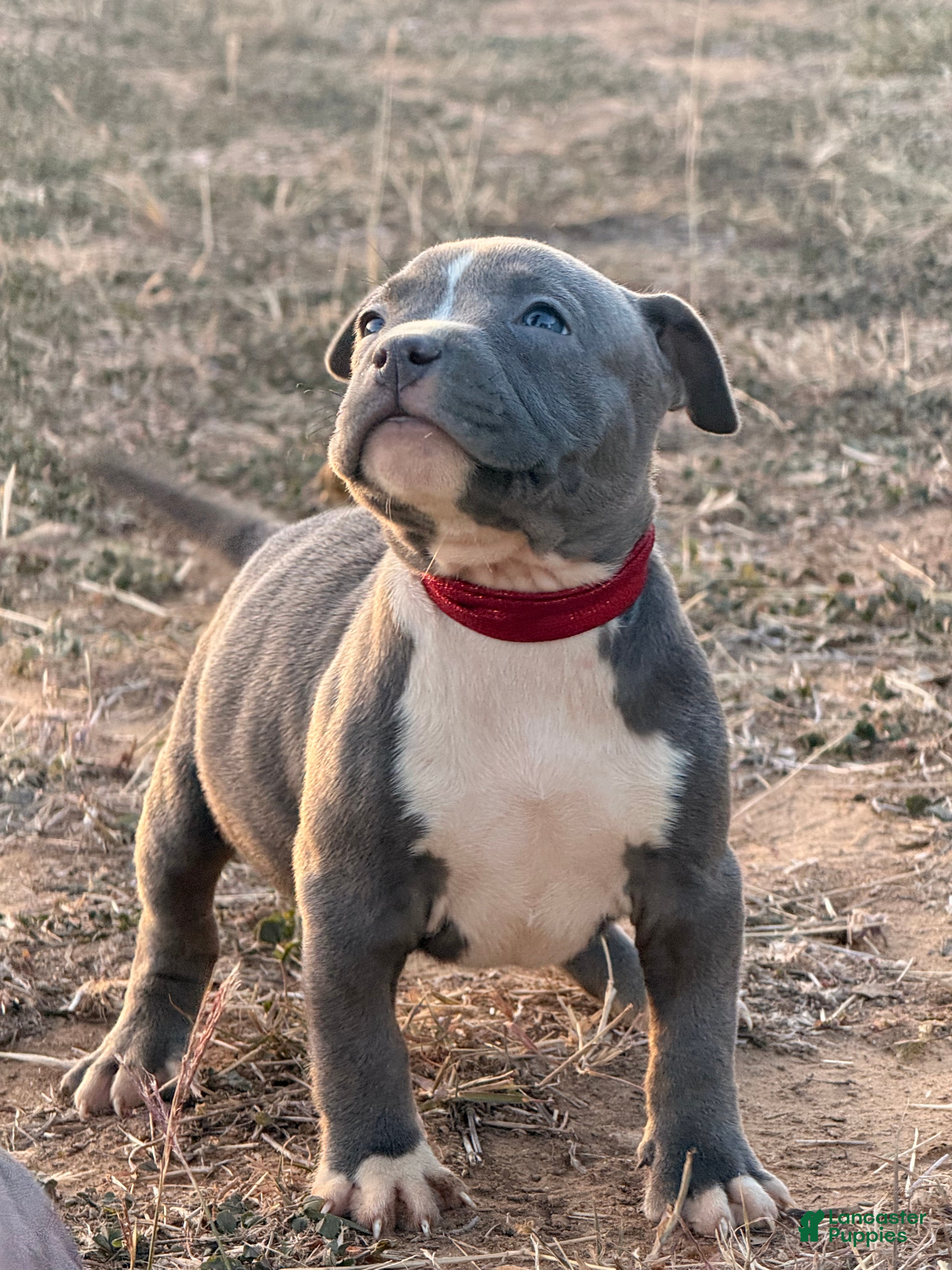 American Bully dogs American Bully Puppy 2 - Ad 14