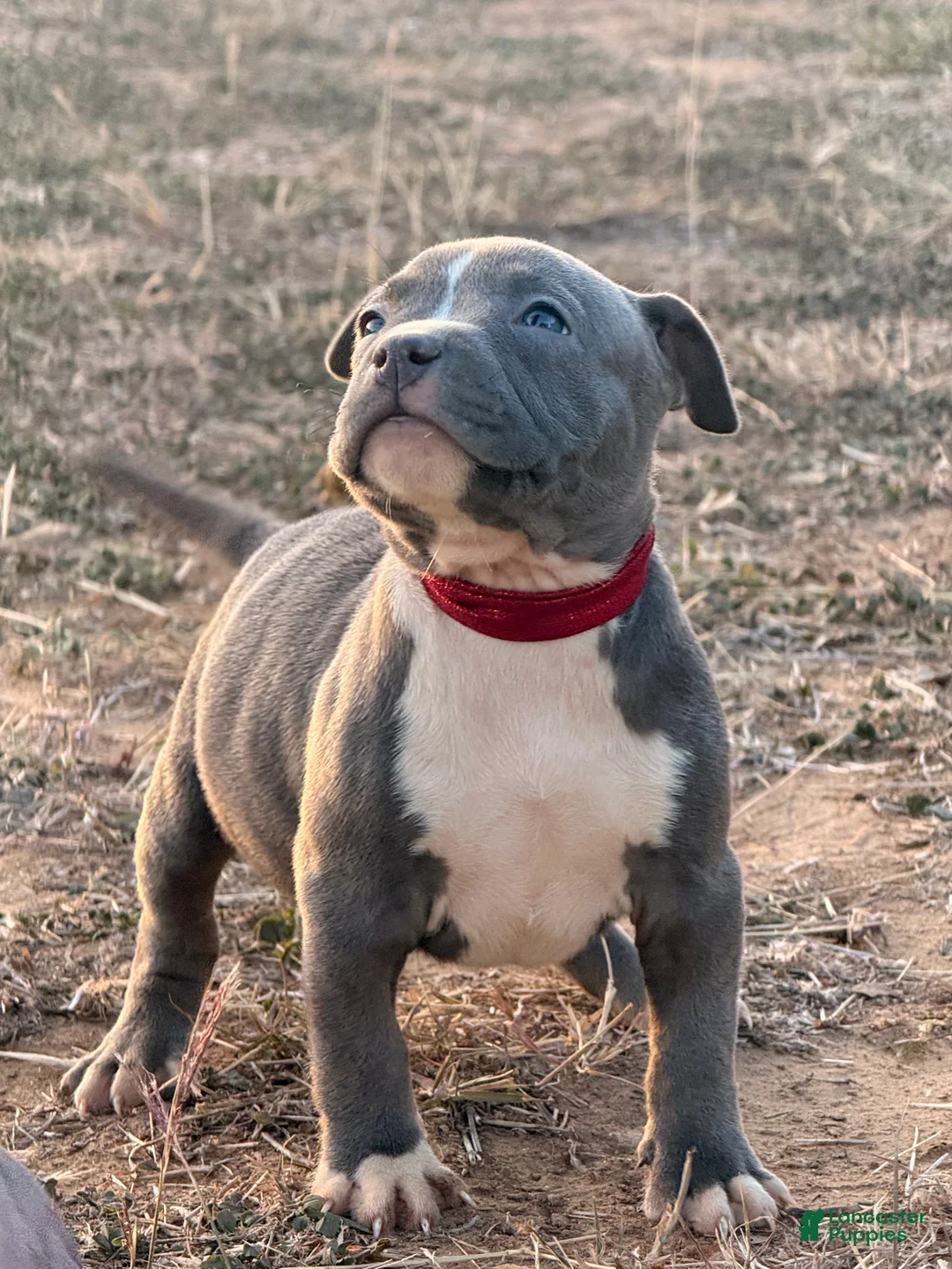 American Bully dogs for sale: American Bully Puppy 2 - Ad 1