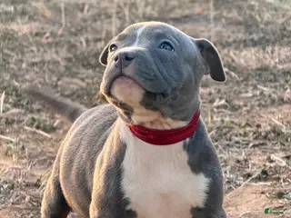 American Bully dogs American Bully Puppy 2 - Ad 14