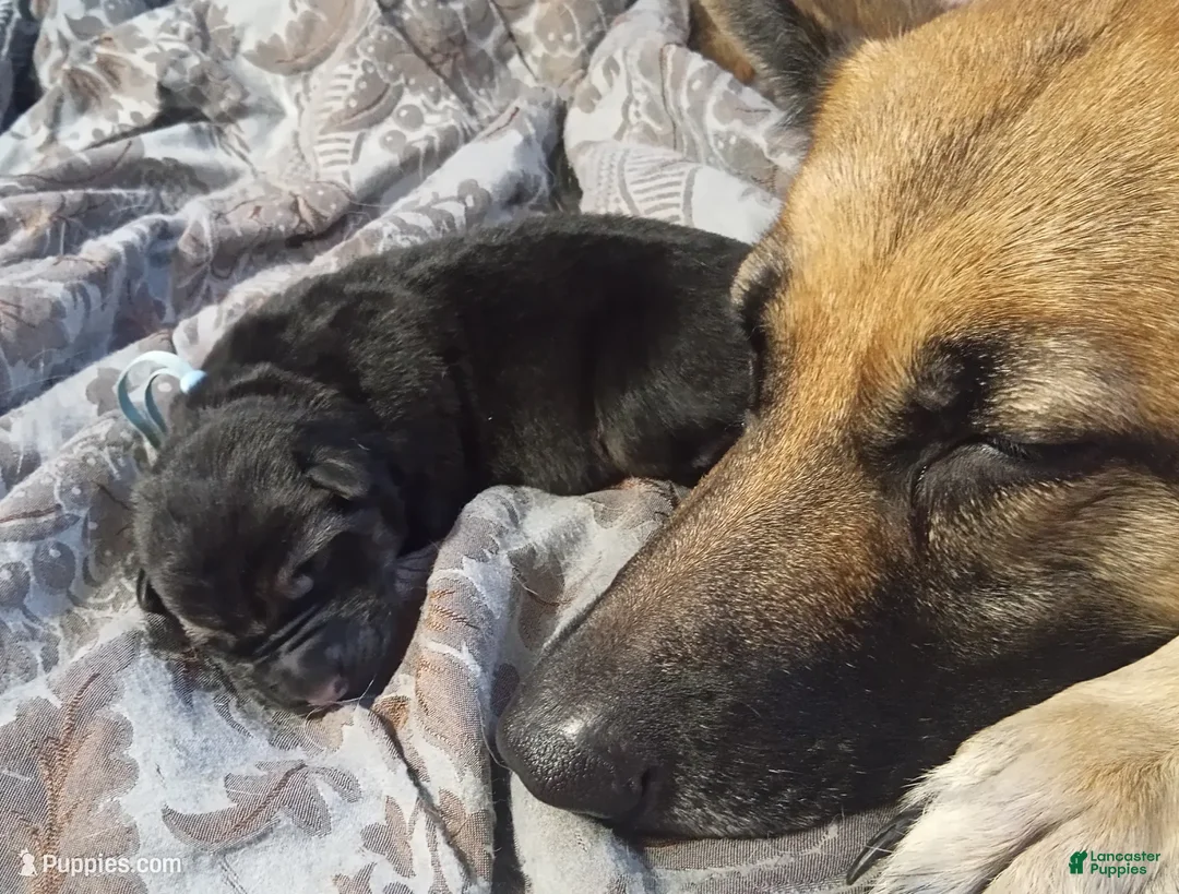 German Shepherd dogs for sale: Diamond - Ad 36