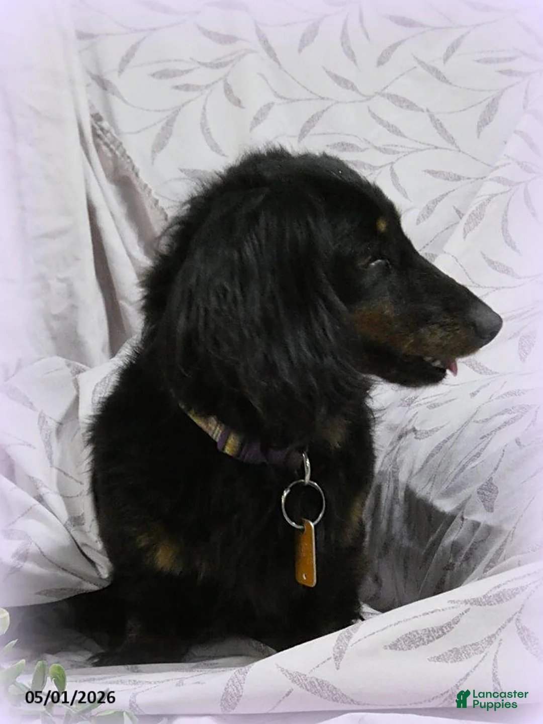 Miniature Dachshund dogs for sale: Khloe - Ad 2