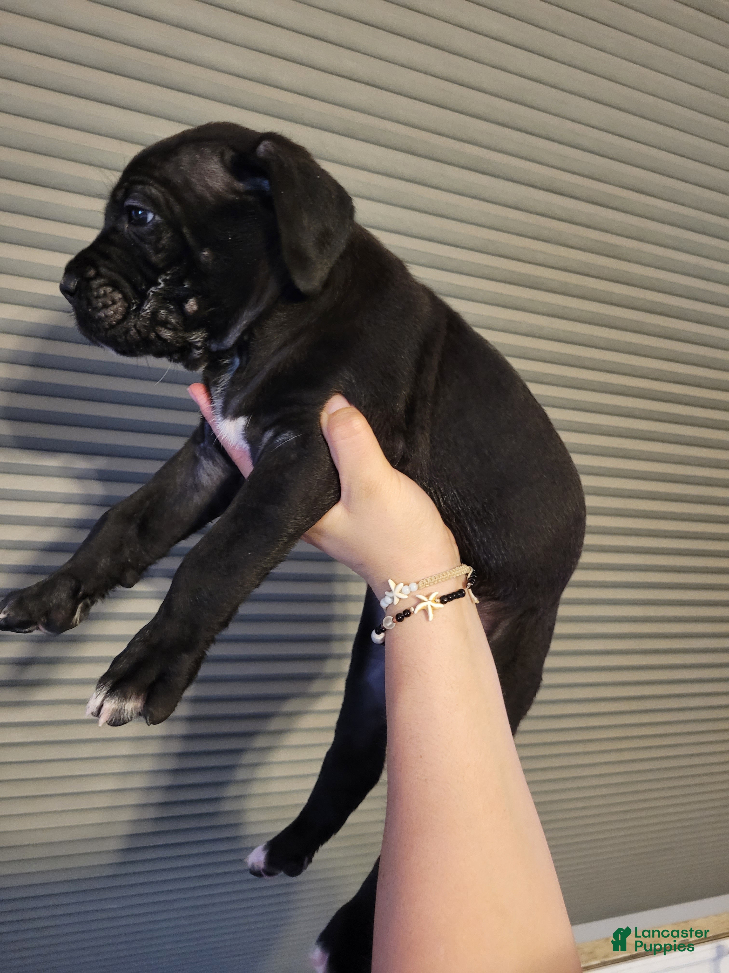 Cane Corso dogs Orion - Ad 2