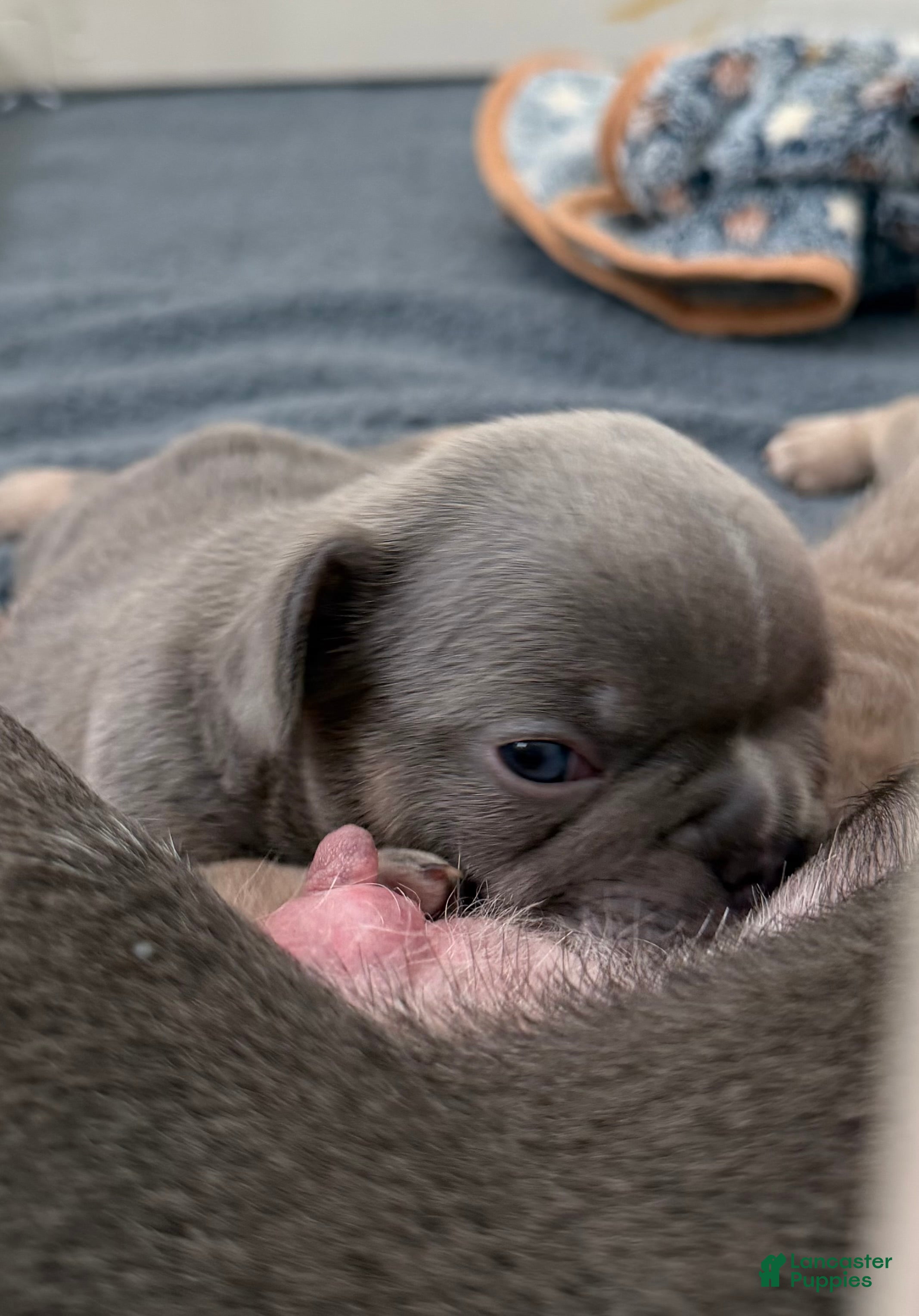 French Bulldog dogs for sale: Apollo - Ad 2
