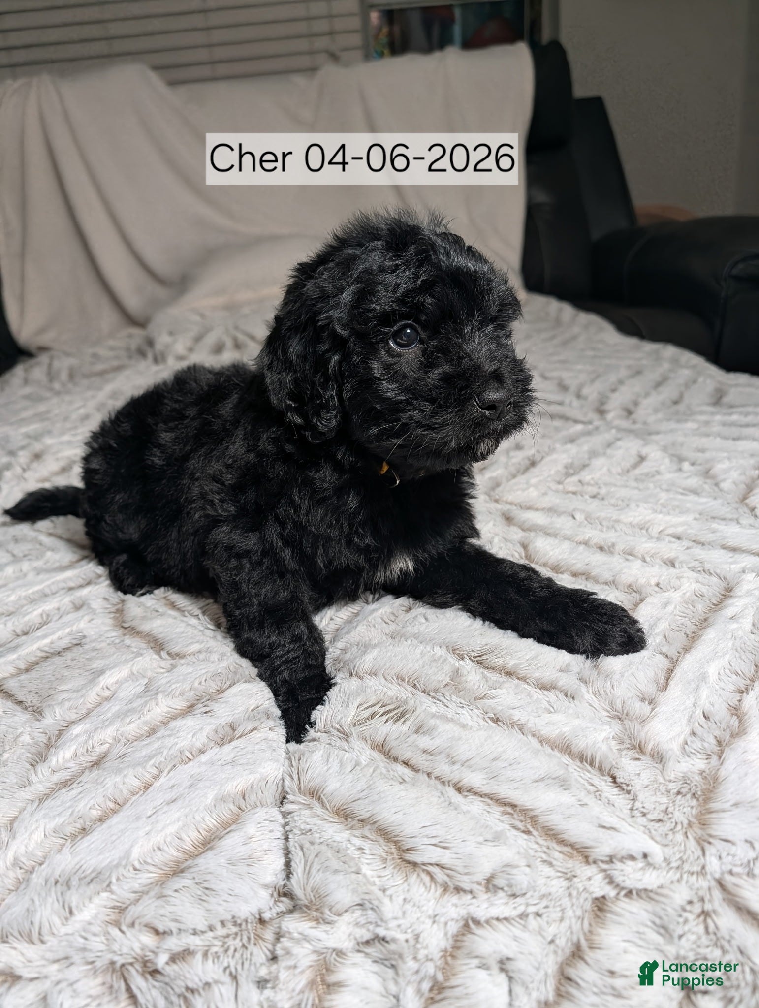 Mixed Breed dogs Cher - Ad 29