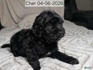 Mixed Breed dogs Cher - Ad 29