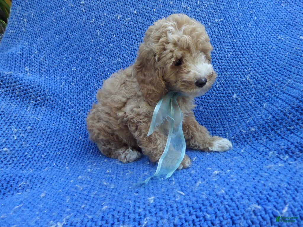 Toy Poodle dogs Benito - Ad 9