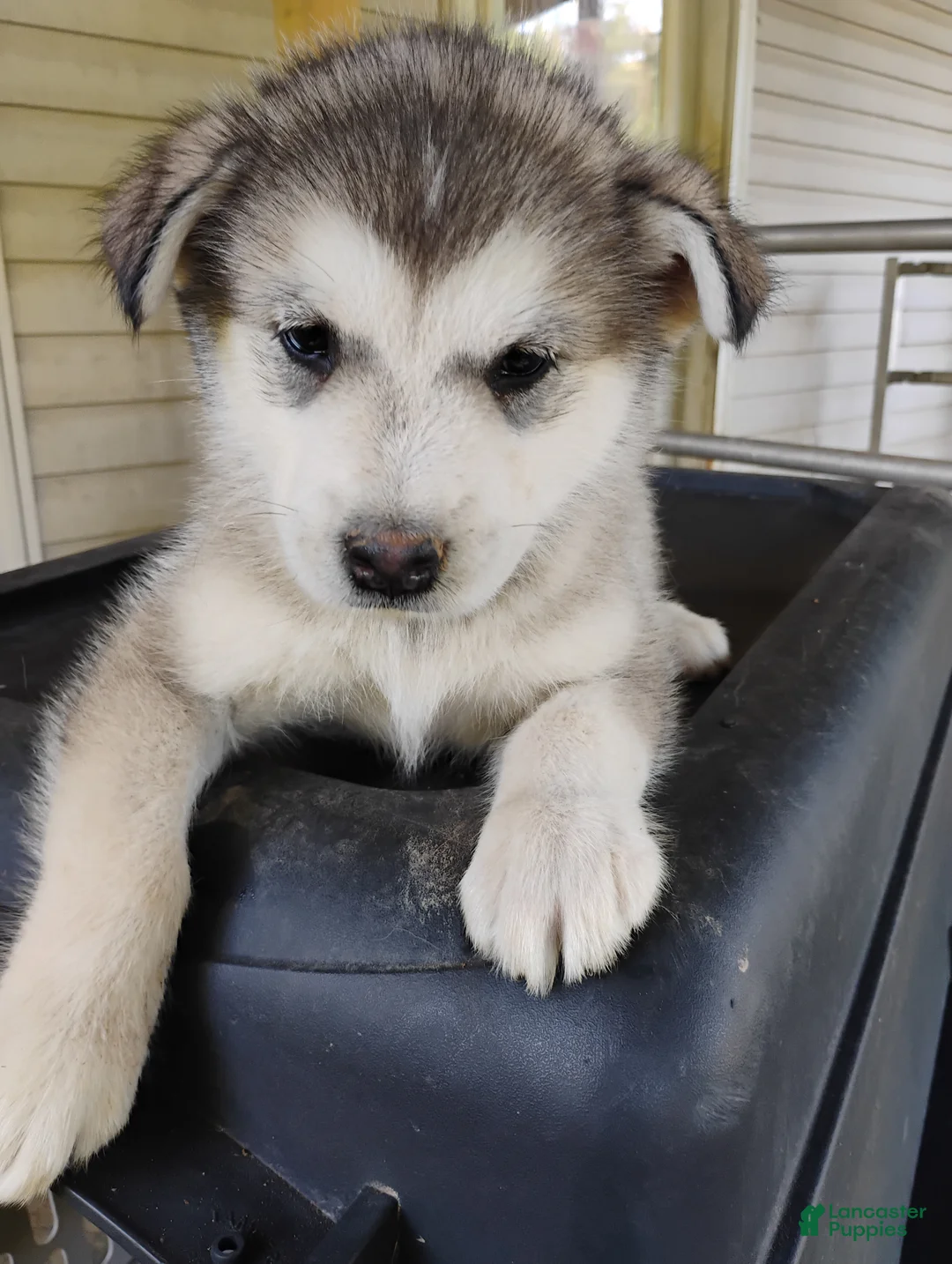 Alaskan Malamute dogs for sale: Alaskan Malamute Puppy 12 - Ad 2