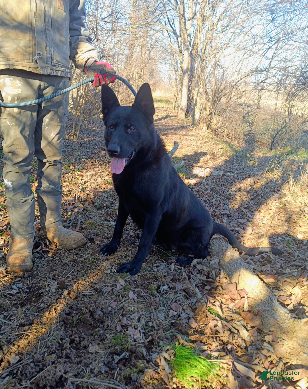 German Shepherd dogs for sale: German Shepherd Puppy 1 - Ad 10