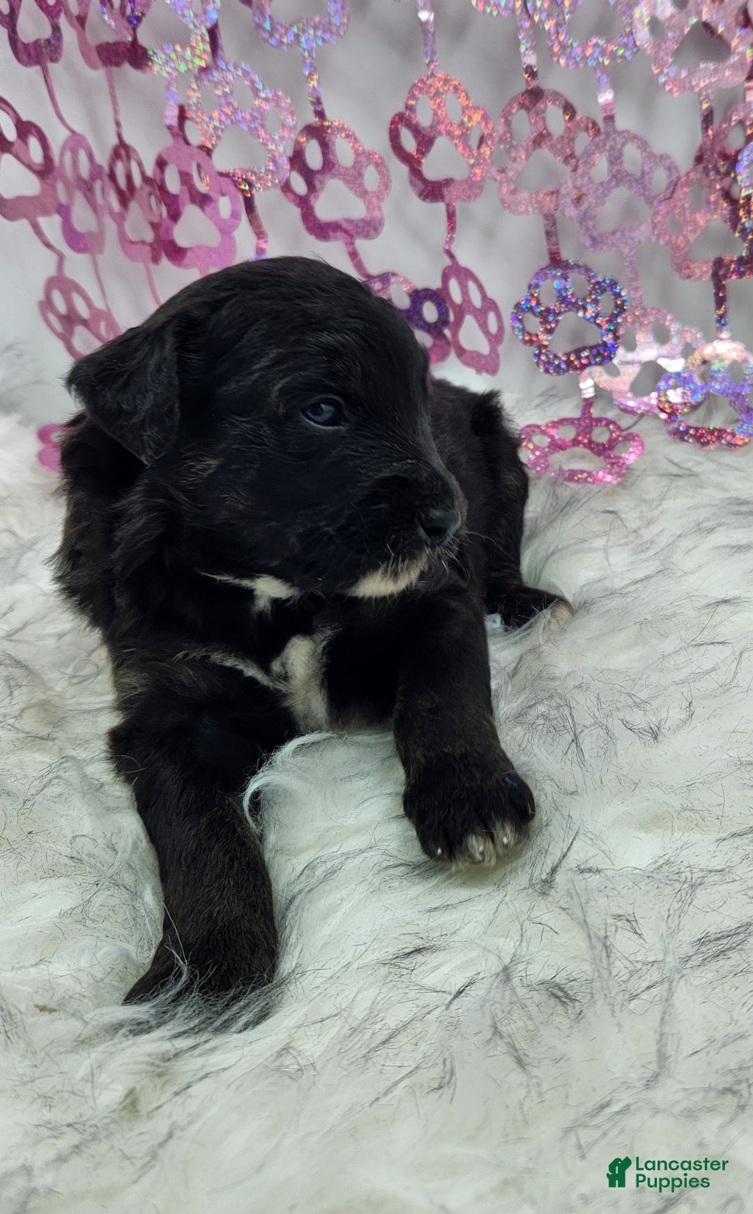 Mini Aussiedoodle dogs for sale: Mini Aussiedoodle Puppy 5 - Ad 3