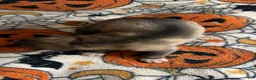 Siberian Husky dogs for sale: Brown boy - Ad 2