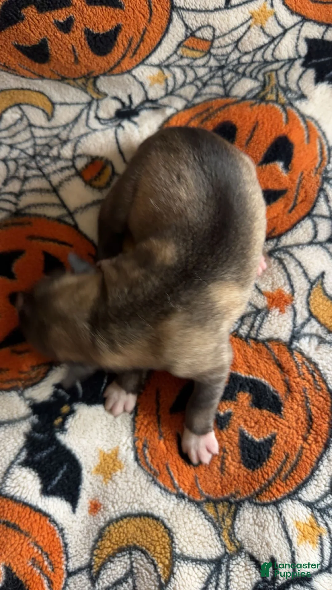 Siberian Husky dogs for sale: Brown boy - Ad 2