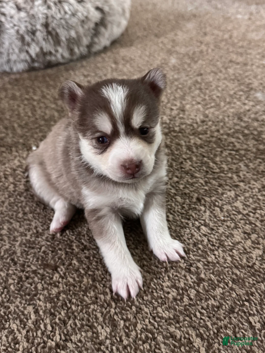 Pomsky dogs for sale: Pomsky Puppy 3 - Ad 6